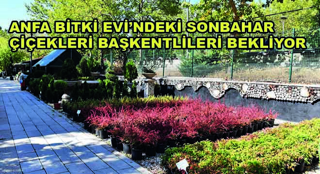 ANFA Bitki Evi’ndeki Sonbahar Çiçekleri Başkentlileri Bekliyor