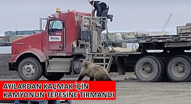 Ayılardan Kaçmak İçin Kamyonun Tepesine Tırmandı