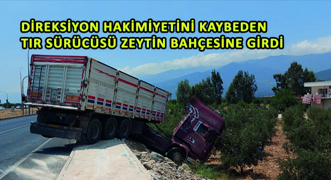 Direksiyon Hakimiyetini Kaybeden Tır Sürücüsü Zeytin Bahçesine Girdi