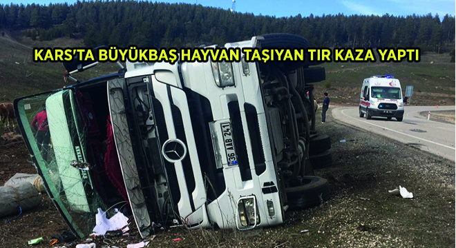 Kars ta Büyükbaş Hayvan Taşıyan Tır Kaza Yaptı