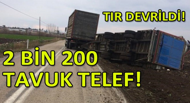 Tır Devrildi, 2 Bin 200 Tavuk Telef Oldu